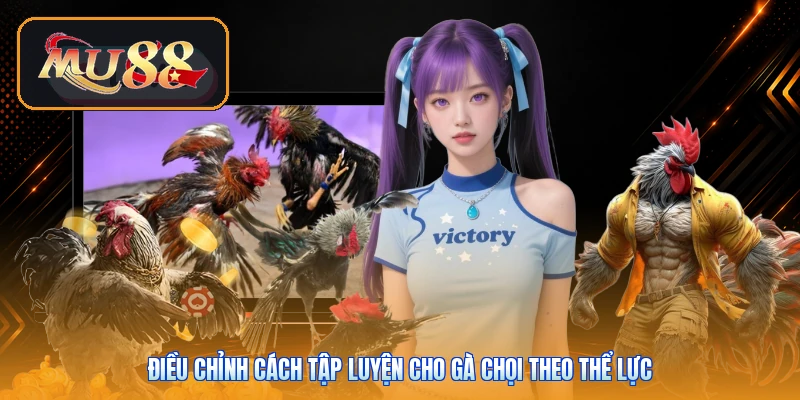Điều chỉnh cách tập luyện cho gà chọi theo thể lực